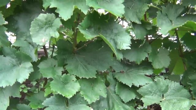 Как поймать осенний оидиум, обрабатывая удобрениями-фунгистатиками смотреть онлайн