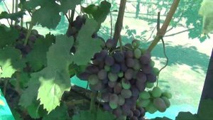 Виноград Татьяны Китаевой.  В гостях у друзей в Воронеже