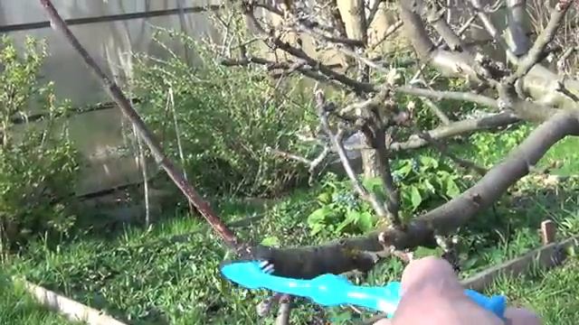 Обрезка сада. Чем замазать срезы веток смотреть онлайн