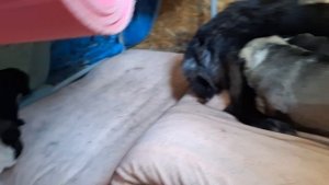 отдам щенка в добрые руки