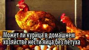 Может ли курица нести яйца без петуха