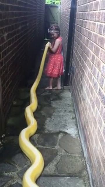 big snake | большая змея смотреть онлайн