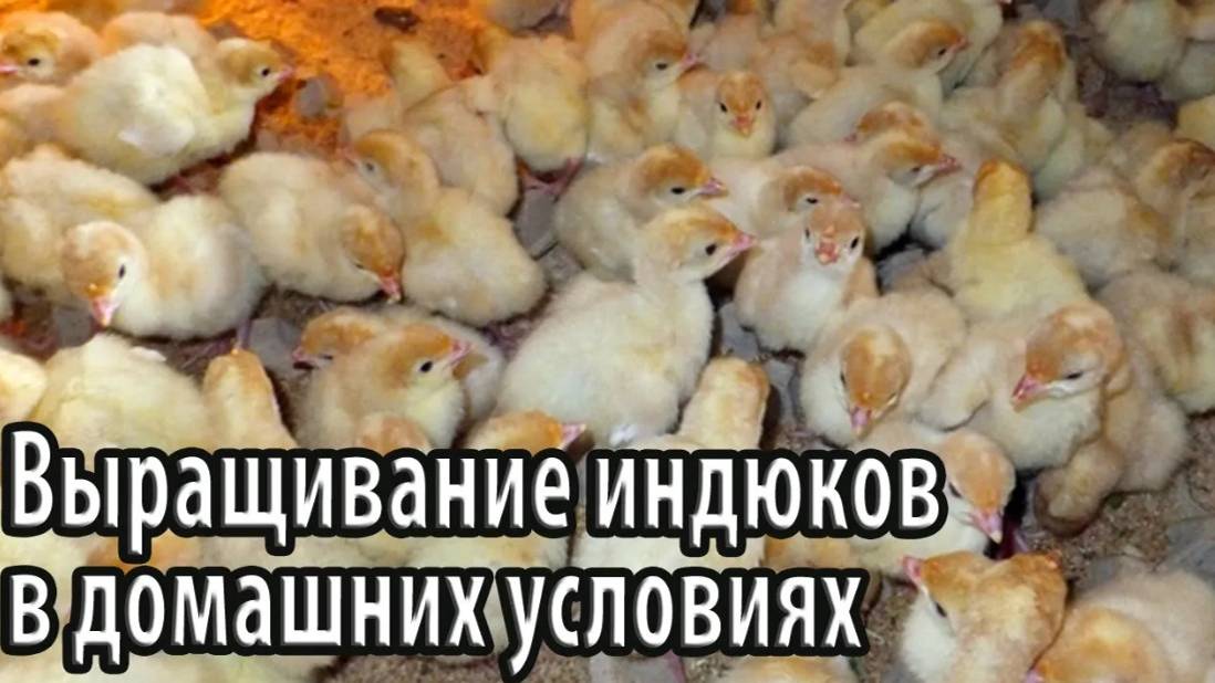 Выращивание индюков в домашних условиях для начинающих