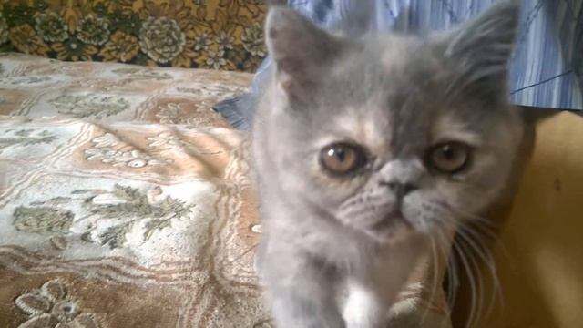 2 Брошкина смотреть онлайн