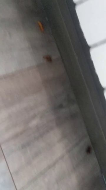 Уничтожение ос Ташкент смотреть онлайн