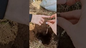 учимся сажать малиновое дерево #экохобби