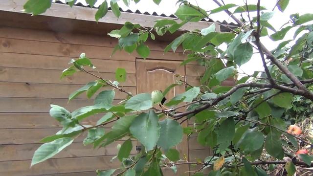 ОБРЕЗКА кустовидной ВИШНИ В КОНЦЕ АВГУСТА. И весенняя обрезка не нужна смотреть онлайн