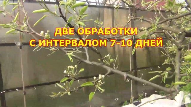 Монилиальный и бактериальный ожог. Обработка сада по цветкам, Риски заморозков смотреть онлайн