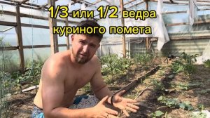 Первая подкормка арбуза. ЛУЧШАЯ ПОДКОРМКА ДЛЯ АРБУЗА И ДЫНИ. #арбуз