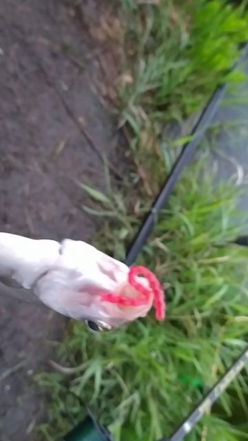 VID_20240720_211019 смотреть онлайн