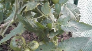 Отличные сибирские сорта, прекрасный вкус, низкорослые, для ленивых Пасынковать не надо !!!