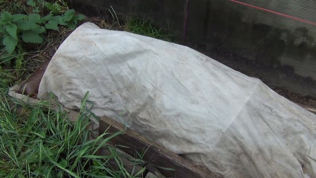 ч 2 ЛЕДЯНОЙ СЕНТЯБРЬ! Снова РИСК ЗАМОРОЗКОВ! ЧТО ДЕЛАТЬ с САЖЕНЦАМИ ВИНОГРАДА? 2 я серия смотреть онлайн