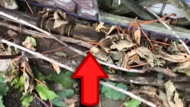 Виноград в ноябре. Обман климата. Замена рукавов. Обрезка. Укрытие смотреть онлайн