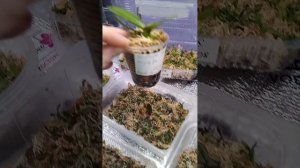 малыши из фласки подрастает и крепнут