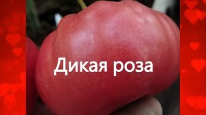 10 СОРТОВ стрессоустойчивых, лежких, вкусных томатов. г. Киров