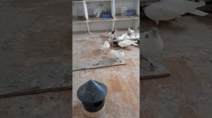 Одесские турманы лётная голубятня.