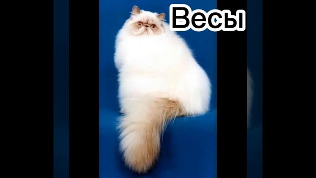 какая ты порода кошки по знаку зодиака? смотреть онлайн