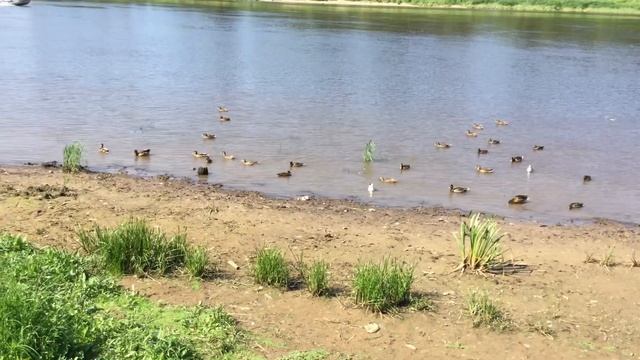 Вот такая прекрасная вечерняя пргулка28.06.+29.много птиц смотреть онлайн
