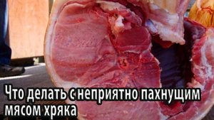 Что делать с неприятно пахнущим мясом хряка