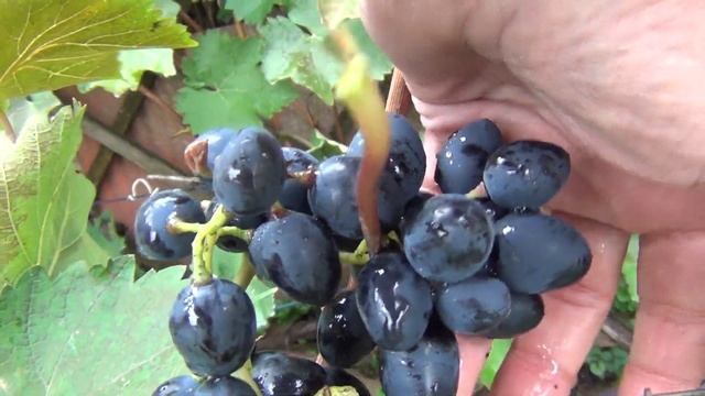 ч 1 ЛЕДЯНОЙ и ливневой СЕНТЯБРЬ. Возможности сортов винограда. Закрытие сезона. 1 я серия смотреть онлайн