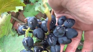 ч 1  ЛЕДЯНОЙ и ливневой СЕНТЯБРЬ. Возможности сортов винограда. Закрытие сезона. 1 я серия