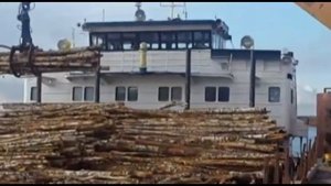 Разгрузка леса с баржи