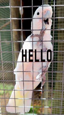 Попугай Говорящий Hello #ЮАР