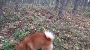 ОСЕНЬ НА ЕЛЕТЬОЗЕРЕ 2 СЕРИЯ