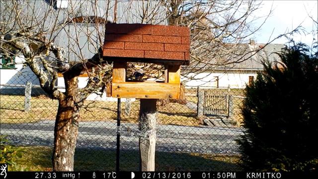 Fotopast Browning Dark OPS HD "Sýkorky" (www.fotomalek.cz) смотреть онлайн