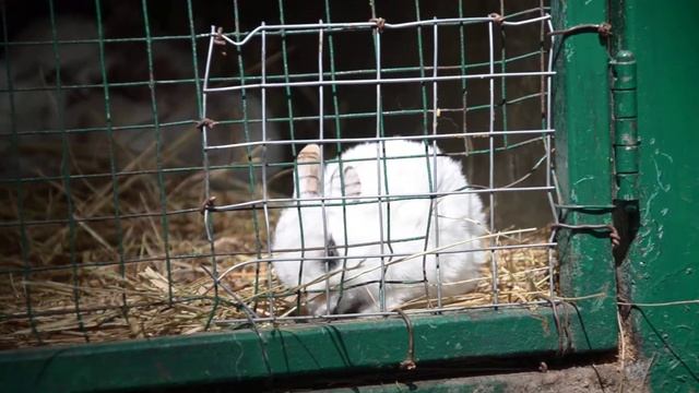Меленький кролик и его реакция на крик девочки смотреть онлайн