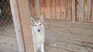 ДИК ЖИВОЙ \ЖИВЁМ ДАЛЬШЕ \