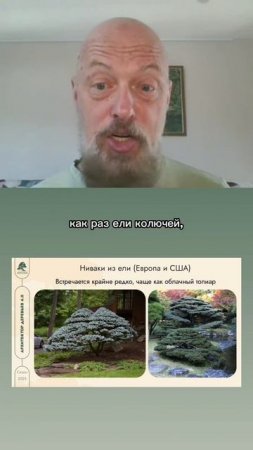 Ниваки из ели.