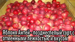Яблоня Антей позднеспелый сорт с отменными лежкостью и вкусом
