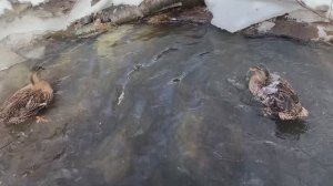 подсадные начинают потихоньку работать