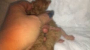 КОРНИШ РЕКС КОТЯТА