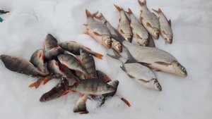 ПЕРВАЯ ВЕСЕННЯЯ РЫБАЛКА... Ловля окуня и пловы в Белоярке.