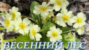 №1056/ ВЕСЕННИЙ лес!!! В ЛЕС за КОРОЙ.