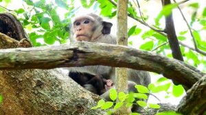 CASI Monkey Weird Attacking Poor Baby Monkey Calvin | Calvin Baby Cry Seizure | Sounds Monkey