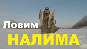 Ловим НАЛИМА!