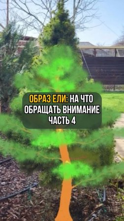 Образ ели: На что обращать внимание. Часть 4