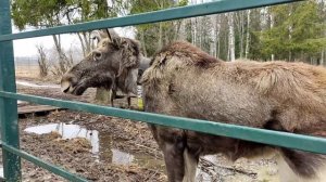 Кострома, часть 2. Лосиная ферма деревня Сумаровоко. Март 2025