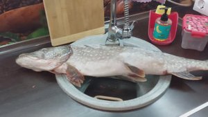 Котлеты из щуки