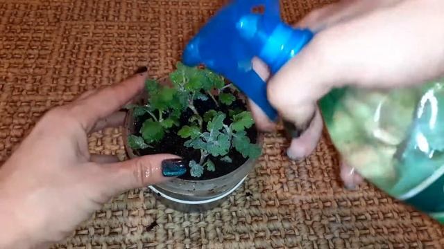 Хризантемы 🥰🥰🥰🥰🥰 смотреть онлайн