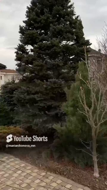 Красивая ранняя весна а саду.