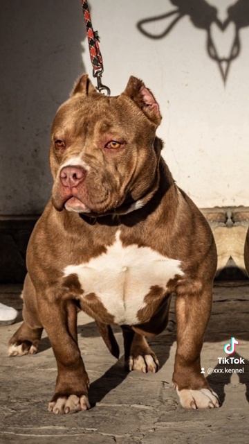 available american bully pups , Ch Escobar xXx Chanel #americanbully #abkc #americanbullypocket смотреть онлайн