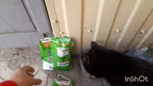 😻Бездомный котик встречает😻