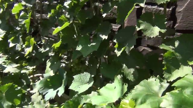 АВГУСТ на ВИНОГРАДНИКЕ. КОРМИМ и ЗАЩИЩАЕМ ОДНОВРЕМЕННО смотреть онлайн