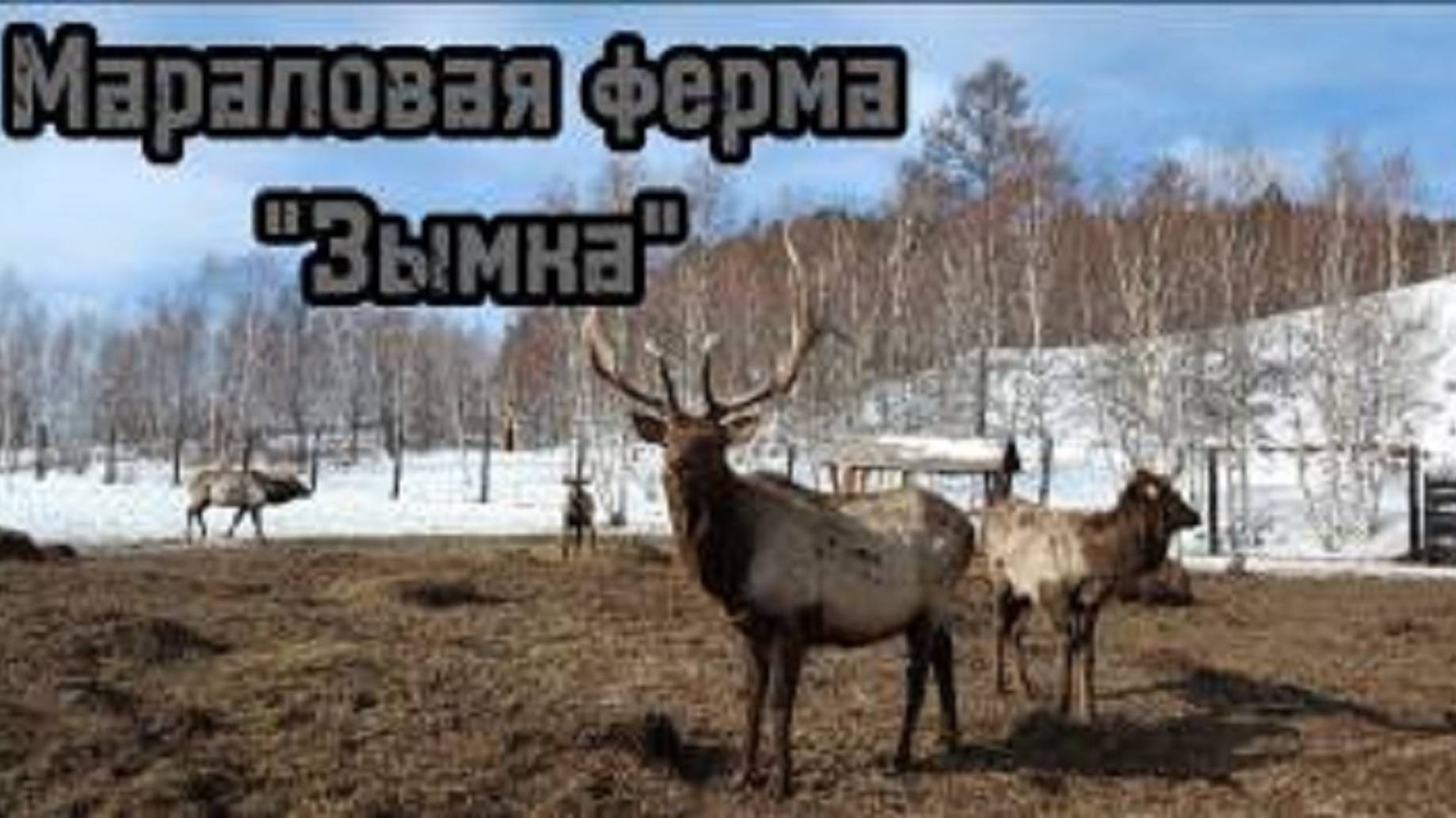 Мараловая ферма Зымка