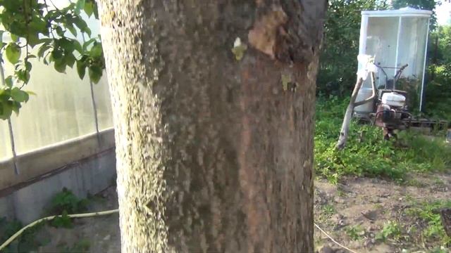 Весенняя обрезка яблонь. Прививки и их развитие с апреля по сентябрь смотреть онлайн