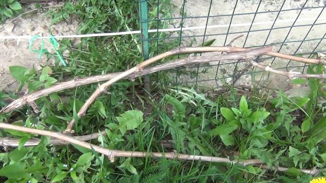 ВНИМАНИЕ! ВОПРОС ЗРИТЕЛЯМ КАНАЛА смотреть онлайн